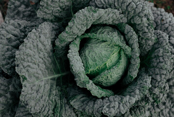 Fototapeta premium Organic fresh savoy cabbage close-up as a natural background