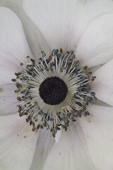 Anémona (Anemone coronaria) flor blanca, con estambres grises.