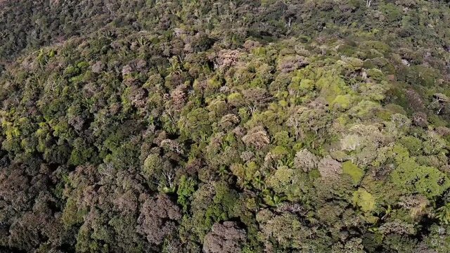 Vista de drone de mata atl&acirc;ntica preservada no Parque Estadual Carlos Botelho situado na Serra de Paranapiacaba