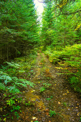 Fototapeta na wymiar Footpaht in the wild forest in Quebec, Canada