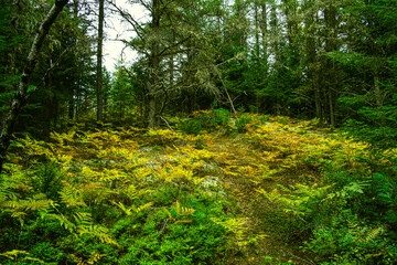 Autumn undergrowth in wild forest in Quebec, Canada