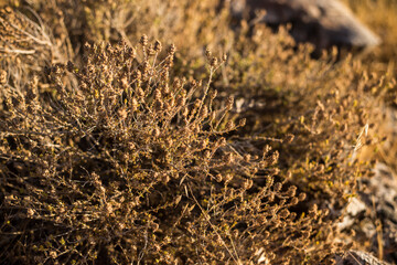 Plantas y flores secas en la naturaleza junto con piedras y la luz cálida del Sol.