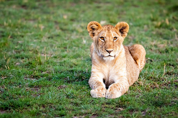 Fototapeta na wymiar Young Lion Cub Lying in Grass