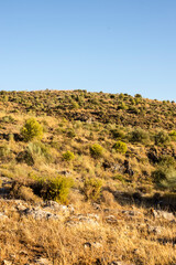 Árboles y plantas en la naturaleza junto a piedras y montañas sobre la luz del Sol.
