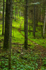 Fototapeta na wymiar Autumn undergrowth in wild forest in Quebec, Canada