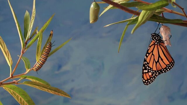 Monarch Caterpillar, Danaus plexippuson, and newly emerged Butterfly on swamp milkweed blue background copy space