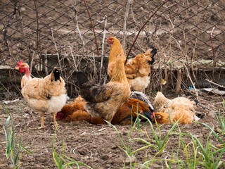 Meat-egg breed of chickens Houdan grazing outdoors in a green farm field. This large domestic bird with outstanding performance for private farms. Mottled Houdan Chicken Breed (Breeder Flock)