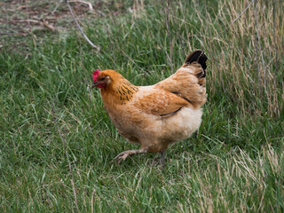 Meat-egg breed of chickens Houdan grazing outdoors in a green farm field. This large domestic bird with outstanding performance for private farms. Mottled Houdan Chicken Breed (Breeder Flock)