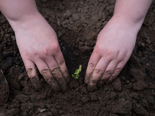 Extravagant woman genius gardener. Woman's hands sprouts vegetables pepper, eggplant, tomato in prepared garden. Fresh ground with prepared holes for seedlings