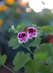 Pelargonium "Angel eyes", Geranium Angel's Perfume  with Pink - white flowers