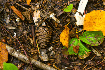 Autumn undergrowth in wild forest in Quebec, Canada