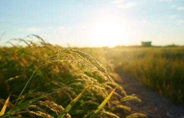 A large green rice field with green rice plants in rows in Valencia sunset.