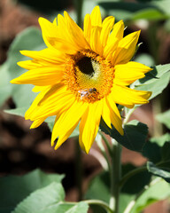Image of a bee on a sunflower