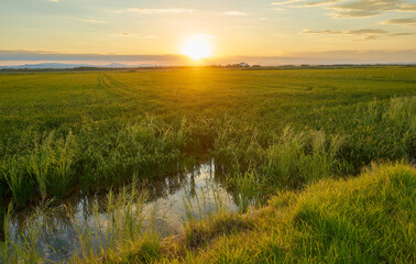 Fototapeta na wymiar Paddy fields with water on the ground at sunset