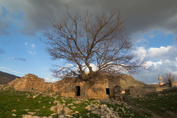 ruins of old stone houses with a big tree in front of it, old tree, ruined assyrian Village, qillit mardin