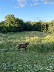 Cheval dans un champ en Bourgogne