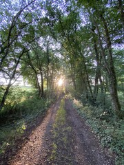 Fototapeta na wymiar Coucher de soleil dans une forêt, Bourgogne