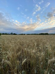 Champs de blé en Bourgogne