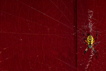 Black and Yellow Argiope Spider