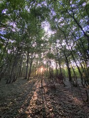 Coucher de soleil dans la forêt, Bourgogne