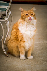 beautiful portrait cat 