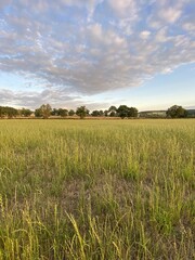 Champ de blé en Bourgogne	