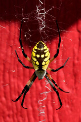 Black and Yellow Argiope Spider