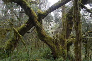 Fototapeta na wymiar Rainforest in Fog, Mount Kilimanjaro, Tanzania