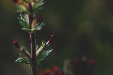 Delicate pink wildflower growing on Australian farm.