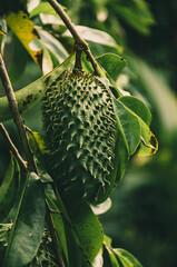 Soursop Fruit