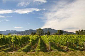Fototapeta na wymiar Grape Vineyard, Blenheim, South Island, New Zealand