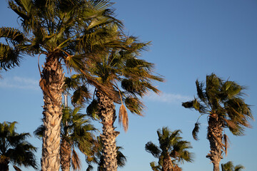 Palmeras movidas por el viento.