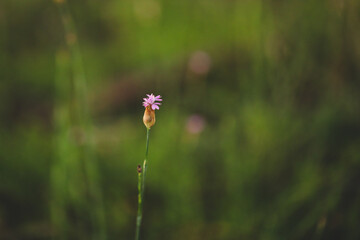 Delicate pink wildflower growing on Australian farm. Hairy pink, botanical name Petrorhagia dubia