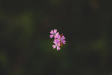 Delicate pink wildflower growing on Australian farm. Hairy pink, botanical name Petrorhagia dubia