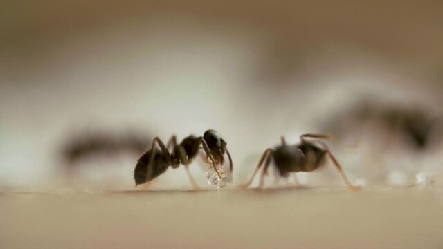 Ants eating sugar on woods table in the kitchen