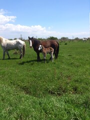 Obraz premium Caballos salvajes