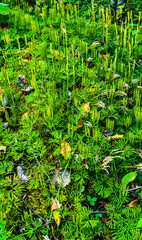 Autumn undergrowth in wild forest in Quebec, Canada