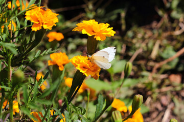 Large white butterfly (Pieris brassicae) on yellow marigold flowers