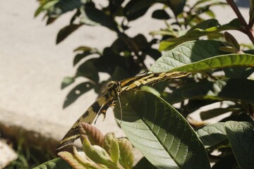 butterfly on a branch