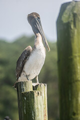 Brown pelican