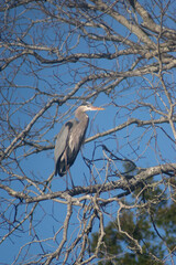 Great Blue Heron