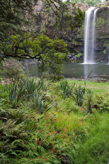 Fototapeta na wymiar Rainforest, Whangerei, North Island, New Zealand