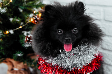 black Spitz puppy in Christmas tinsel and chrismas tree behind. Happy New Year and Christmas concept.