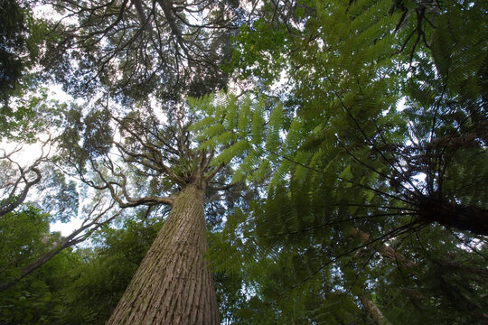 Kauri 이미지 – 찾아보기 1,265 스톡 사진, 벡터 및 비디오 | Adobe Stock