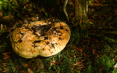 Autumn mushroom in wild forest in Quebec, Canada