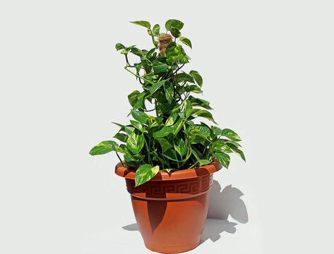 Epipremnum Aureum (Golden Pothos) With Coco Pole In A Pot Plant