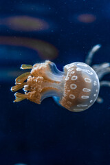 Jelly Fish in the water, aquarium, lights, calm, ocean.