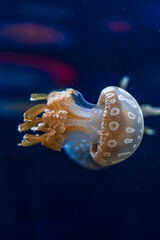 Jelly Fish in the water, aquarium, lights, calm, ocean.