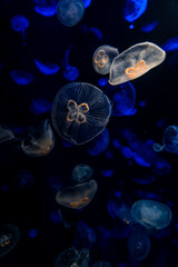Jelly Fish in the water, aquarium, lights, calm, ocean.