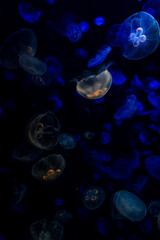 Jelly Fish in the water, aquarium, lights, calm, ocean.
